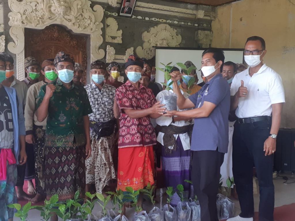 Jadi Komoditas Unggulan, Badung Digelontor 10 Ribu Bibit Kopi Arabika Kopyol